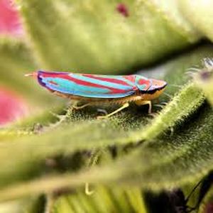 uploads/images/pest/sunflower hopper.jpg